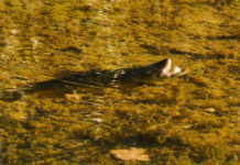 Video Pro Tips: How to Solve a Big-Trout Riddle