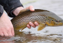 Classic Video: Streamers, Inc. – Orvis News