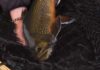 Video: Casting Mice for Giant Brook Trout, with Tom Rosenbauer