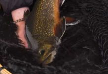 Video: Casting Mice for Giant Brook Trout, with Tom Rosenbauer