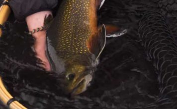 Video: Casting Mice for Giant Brook Trout, with Tom Rosenbauer