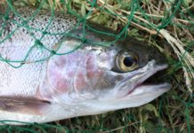 Fly fishers reap benefits of hot Eucumbene temperatures | The Canberra Times