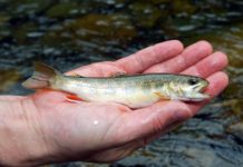 “Trickle Treat,” by William G. Tapply