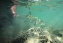 fish envy | fiSH ˈenvē | Hatch Magazine