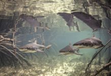 First Described Shark Nursery In Cuba