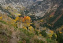 Lawsuit seeks to stop Idaho forest project near Yellowstone