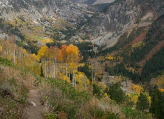 Lawsuit seeks to stop Idaho forest project near Yellowstone