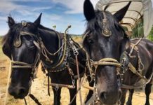 Travel West through Wyoming