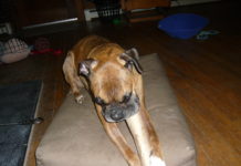 Fly fisher’s winter | The River Reporter