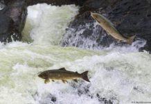 Why the fate of Scotland′s salmon depends on its forests | Global Ideas | DW