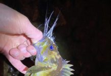 CaughtOvgard: Rockfish on the fly | Outdoors