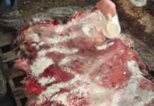 Outdoors commentary: Hide sales benefit kids camp | Sports