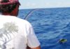 Rembering a first: Catching mahi-mahi on fly | Columns