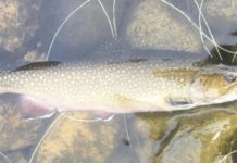 North Country Angling: 2020 treated anglers well | Fishing