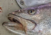 Do Battle On The Fly – New PENN Battle Fly Combo | BDOutdoors