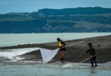 Whitebait rules poised for change – catch limit and licensing?