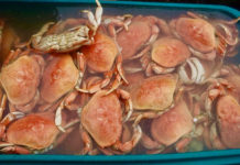 Trout fishing is BEST right now – The Ukiah Daily Journal