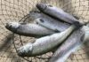 Trout are hitting the waters in Texas, Stephenville stocking set for Feb. 14 – The Flash Today || Erath County