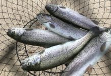 Trout are hitting the waters in Texas, Stephenville stocking set for Feb. 14 – The Flash Today || Erath County