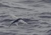 Flying fish: Real fish, but not really flying