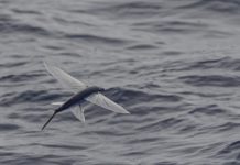 Flying fish: Real fish, but not really flying