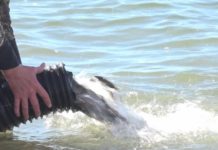 Birdwood Lake restocked with thousands of trout