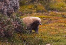 #MomentofChill 12.20.20: Spiny Norman – Orvis News