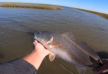Video: Huge Fly Fisherman on the Gulf of Mexico + 5 Tips