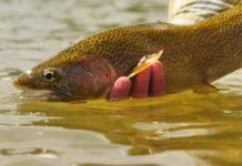 Master Class Monday: How to Give the Fish What They Want