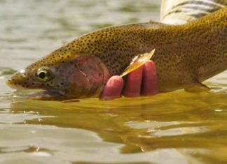 Master Class Monday: How to Give the Fish What They Want