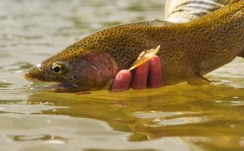 Master Class Monday: How to Give the Fish What They Want