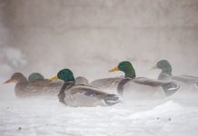 Mike Drew: Good week for four-wheel drive