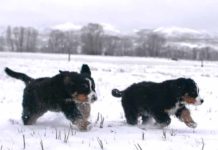 #MomentofChill: First Snow – Orvis News