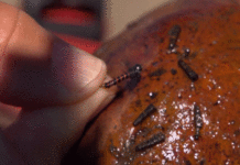 Video Pro Tips: How to Fish Wet Flies & Nymphs