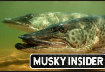 New Lowrance Live vids – $11k Fishing Kayak – Another 50 Pounder Caught? – Musky Insider