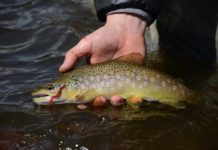 Pro Tips: Three Tandem Rigs for Winter Trout