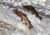 Earth Matters: When is a trout a salmon and what difference does it make?