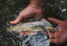 DEC’s Trout Stream Management Plan