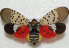Spotted lanternfly is a new invasive threat