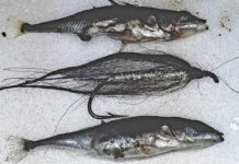 Fly tying might be gaining in popularity for a few reasons – Campbell River Mirror