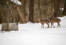 Gene Chague | Berkshire Woods and Waters: Cottontails, snowshoe hares and staying thankful to Mother Nature | Local Sports