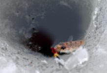 Reel Report: Curly tail jigs and worms work well at Eagle Nest | Outdoors