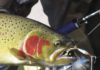 On the trail: Piercing pursuit of steelhead | Outside