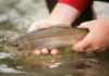 MDC: Trout harvest to begin in Jackson, Farmington, Perryville on Feb. 1 | Local News