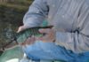 Lynn Burkhead February offers super time for chain pickerel