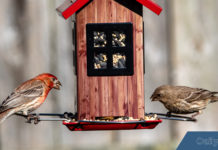 Help protect wild birds from deadly salmonellosis – Dailyfly.com Lewis-Clark Valley Community