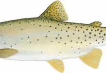 Art Lander’s Outdoors: Cutthroat trout is newest species of trout introduced to Kentucky waters