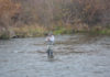 Anglers turn out for gloomy start to steelhead season on Feather River – Chico Enterprise-Record