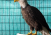Injured bald eagle released after rescue and rehab by Florida man