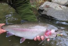 Classic Pro Tips: Fly-Line Tricks to Give Your Flies More Action